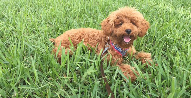 Hour Long Dog Park Trips For High Energy Pups