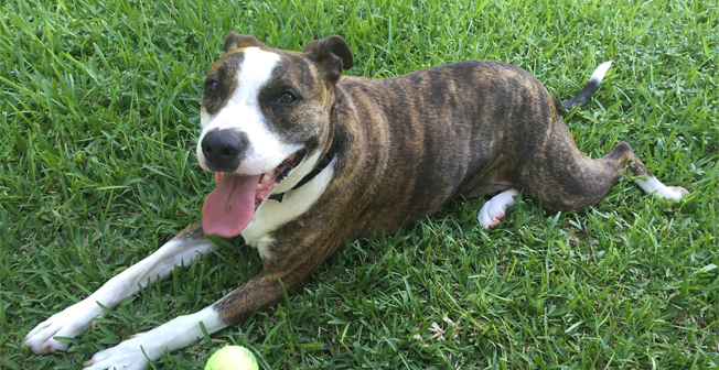 Puppy socialization when your pet needs it most!